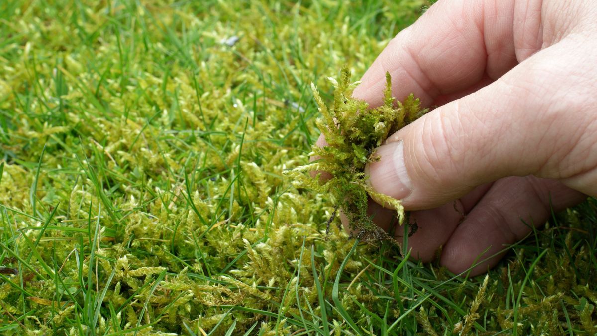 Jak pozbyć się mchu?