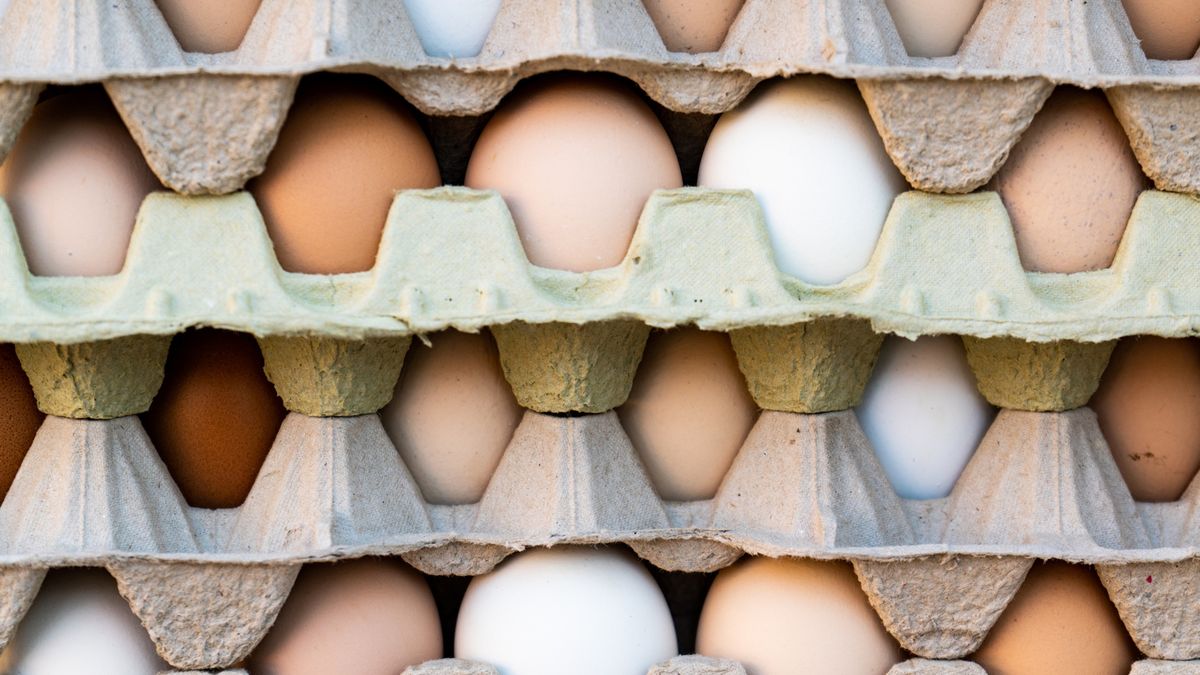 Color Photograph of Farm Fresh Eggs in Stacked Crates
Color Photograph of Farm Fresh Eggs in Stacked Crates
Gregory Adams