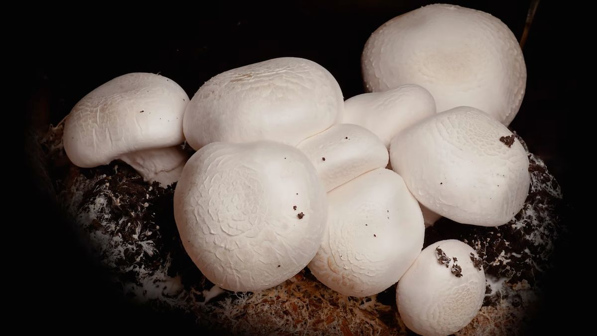 Grzyby są fascynujące. Udowadnia to ten film poklatkowy 1