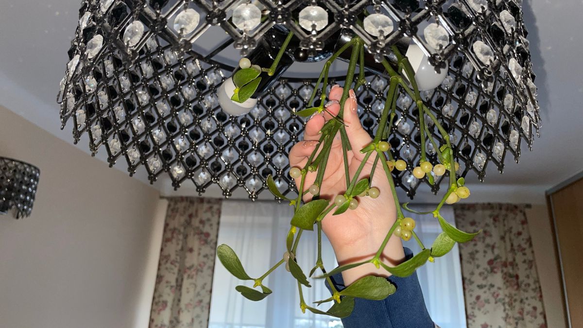 Jemioła musi być poza zasięgiem dzieci.