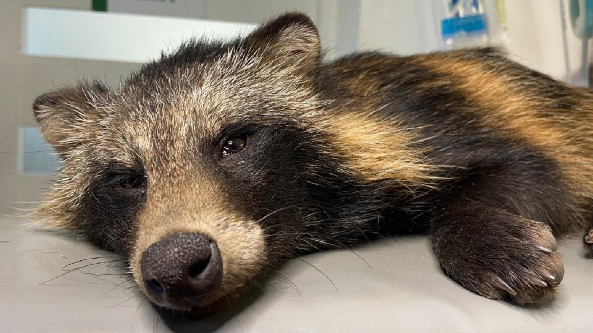 Ekostraż. Pracownicy apelują o ratowanie jenota. 