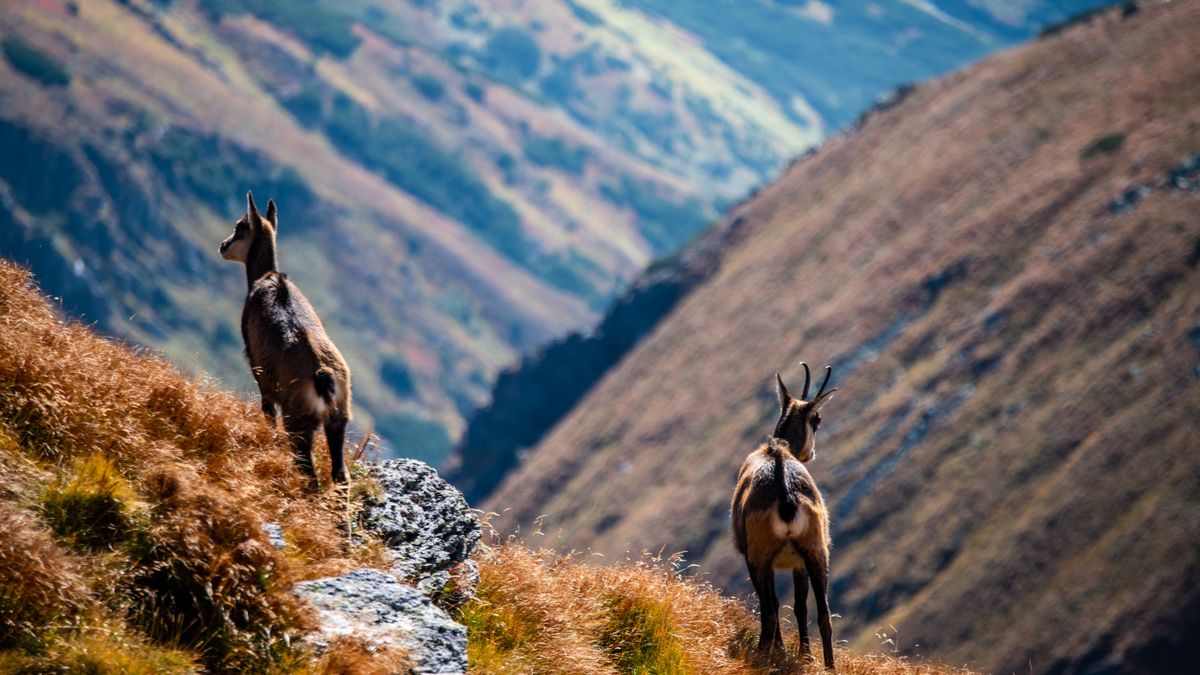 Ruszyło jesienne liczenie kozic