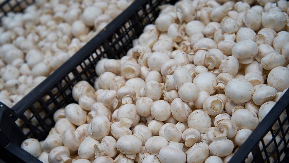 Jest plan na przetrwanie