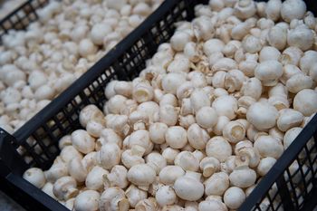 "To nie upadłość". Pieczarkowy gigant ma plan na przetrwanie