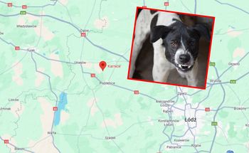 Kolejne śmiertelne pogryzienie? Psy zabrane właścicielce