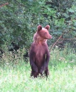 Leśnik chwycił za telefon i zaczął nagrywać. Młoda bestia czaiła się w krzakach