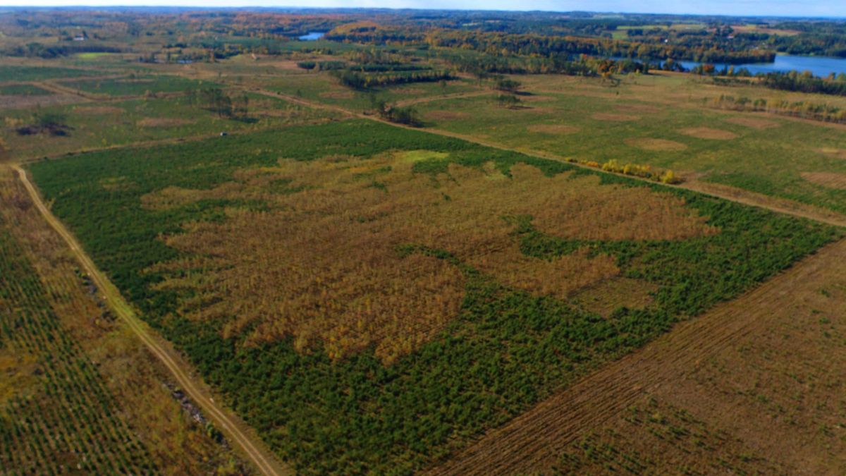 W okolicach Lipusza można podziwiać las w kształcie naszego godła państwowego
