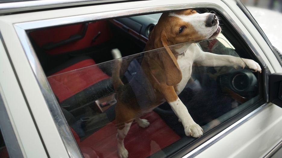 Zostawił psa w aucie