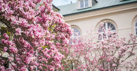 Zjawiskowa magnolia na dziedzińcu KUL już kwitnie. Grzech tego nie zobaczyć [ZDJĘCIA]