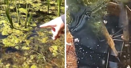 Pokazał, co żyje w polskich jeziorach. "Od dziś chodzę tylko na basen"