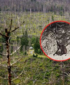 Tajemniczy nagi "wilkołak" zauważony w niemieckich górach