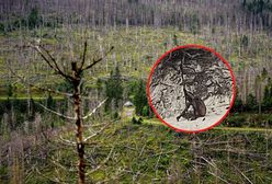 Tajemniczy nagi "wilkołak" zauważony w niemieckich górach