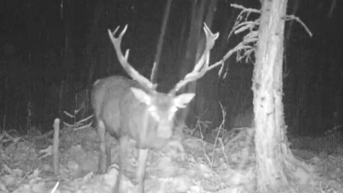 Nagranie zdezorientowanego jelenia podbija sieć.
