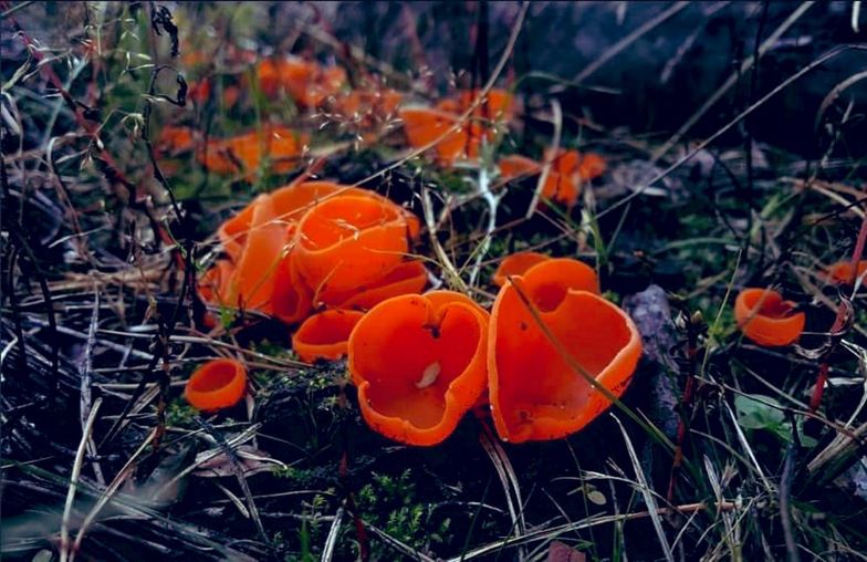 Dziwne grzyby znalezione w woj. lubuskim. Wyglądają jak kwiaty