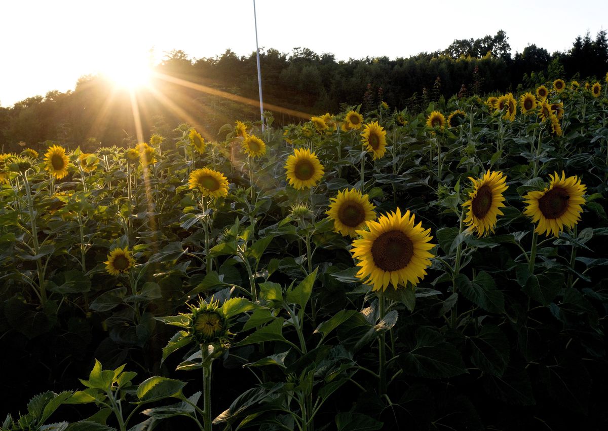 Sobota z poprawą pogody i wyższą temperaturą 