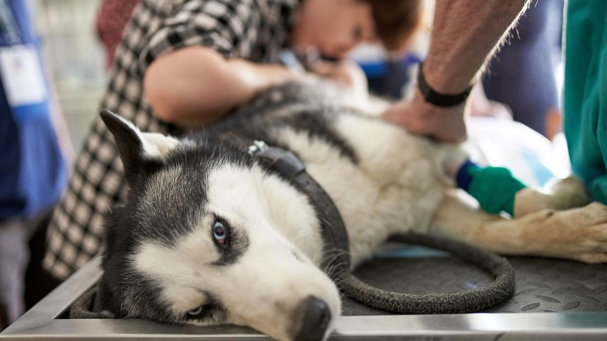 Leptospiroza prawdopodobną przyczyną zgonów psów w Warszawie