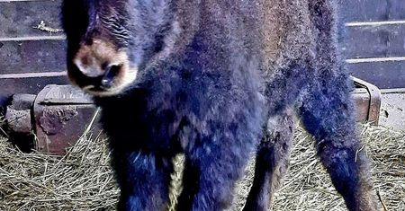 Warszawa. Nowi lokatorzy w warszawskim zoo. Te maluchy skradną wasze serca