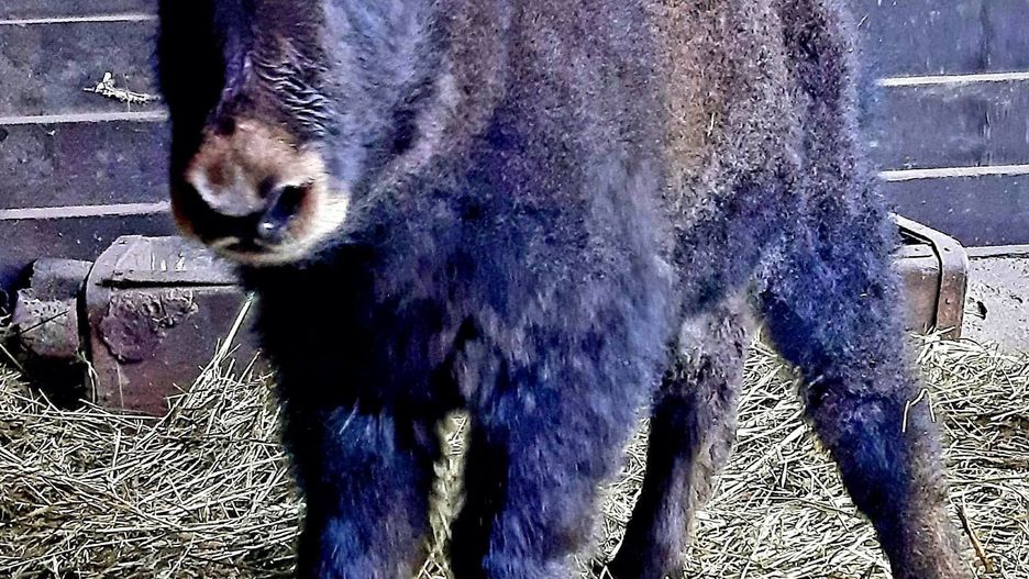 Warszawa. Trwa konkurs na imię dla młodej jakówny