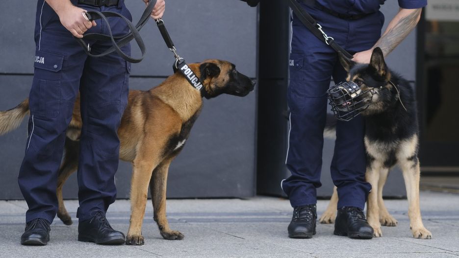 Nagrodzono najlepsze czworonogi w wielkopolskiej policji