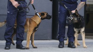 Poznań: Oto najlepsze czworonogi w wielkopolskiej policji. Nagrodzono psy oraz ich opiekunów. "Nic nie zastąpi nosa psa"