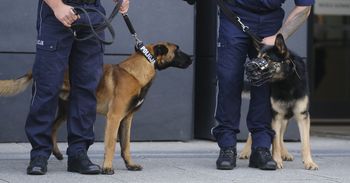 Poznań: Oto najlepsze czworonogi w wielkopolskiej policji. Nagrodzono psy oraz ich opiekunów. "Nic nie zastąpi nosa psa"