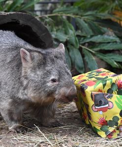 Poszukiwanie duchów i spacery z wombatami. To prawdziwe oferty pracy