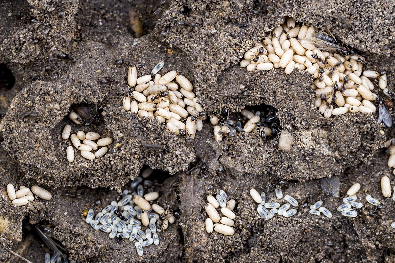 Zakładają gniazda w ogrodach. Ten produkt z kuchni pomoże ci się ich pozbyć