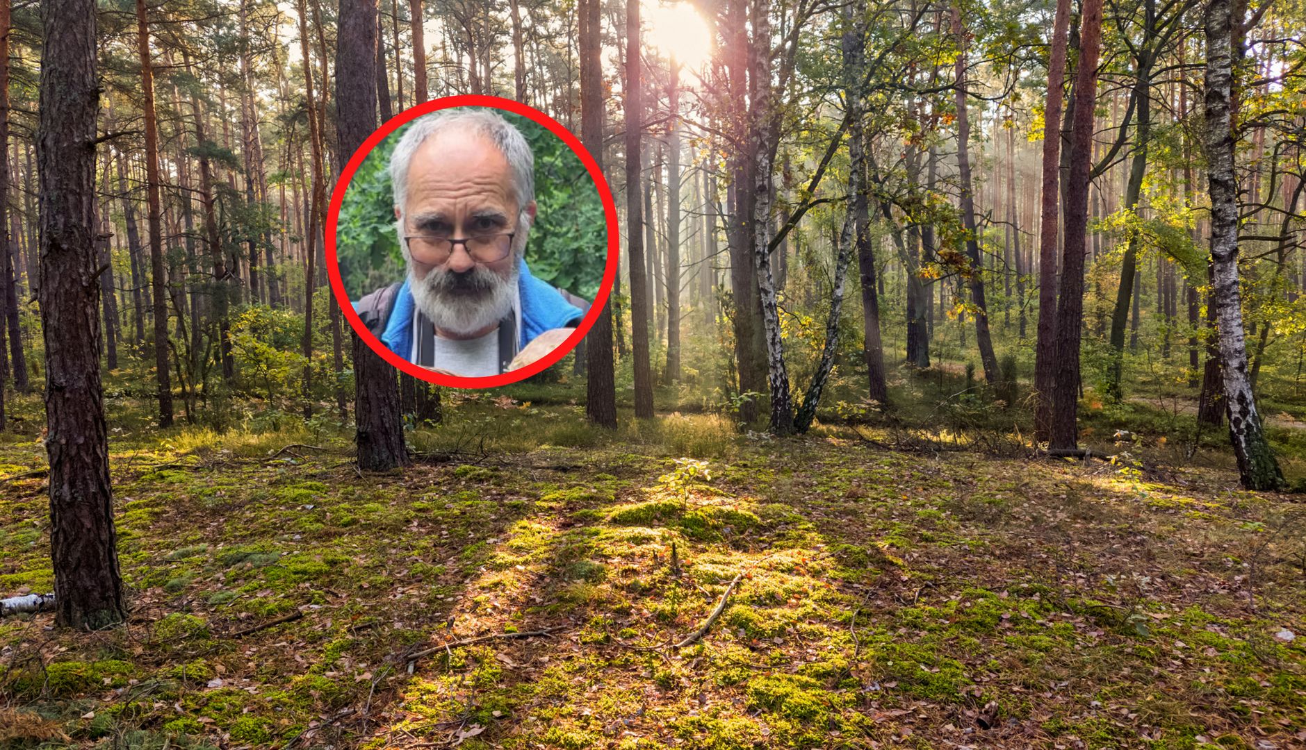 Kiedy spodziewać się większej liczby grzybów w polskich lasach?