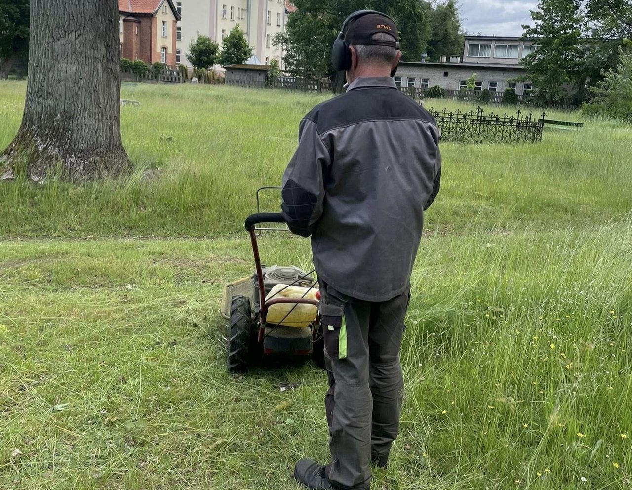 Koszenie trawników raz do roku? Badania przeprowadzono w Krakowie i Katowicach