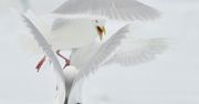 Poznaj najlepsze zdjęcia 7. Wielkiego Konkursu National Geographic [galeria]