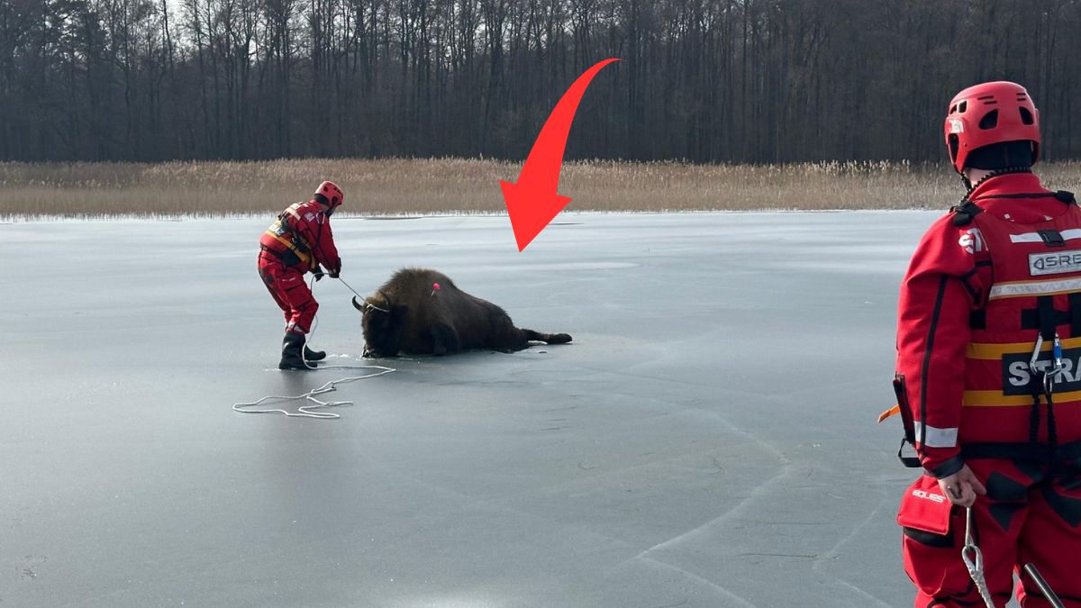 Żubr został uratowany  