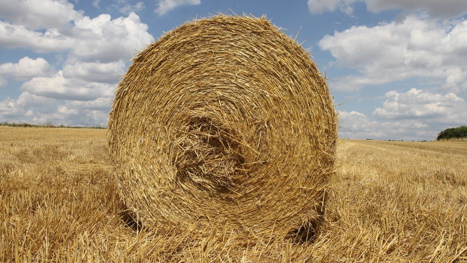 Zniwa w Przyleku (gmina Wodzislaw)