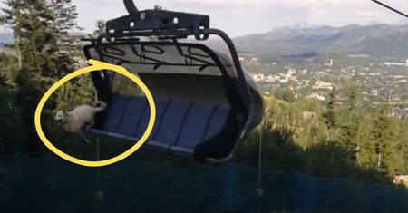Przerażające sceny w Zakopanem. Policja zabrała głos