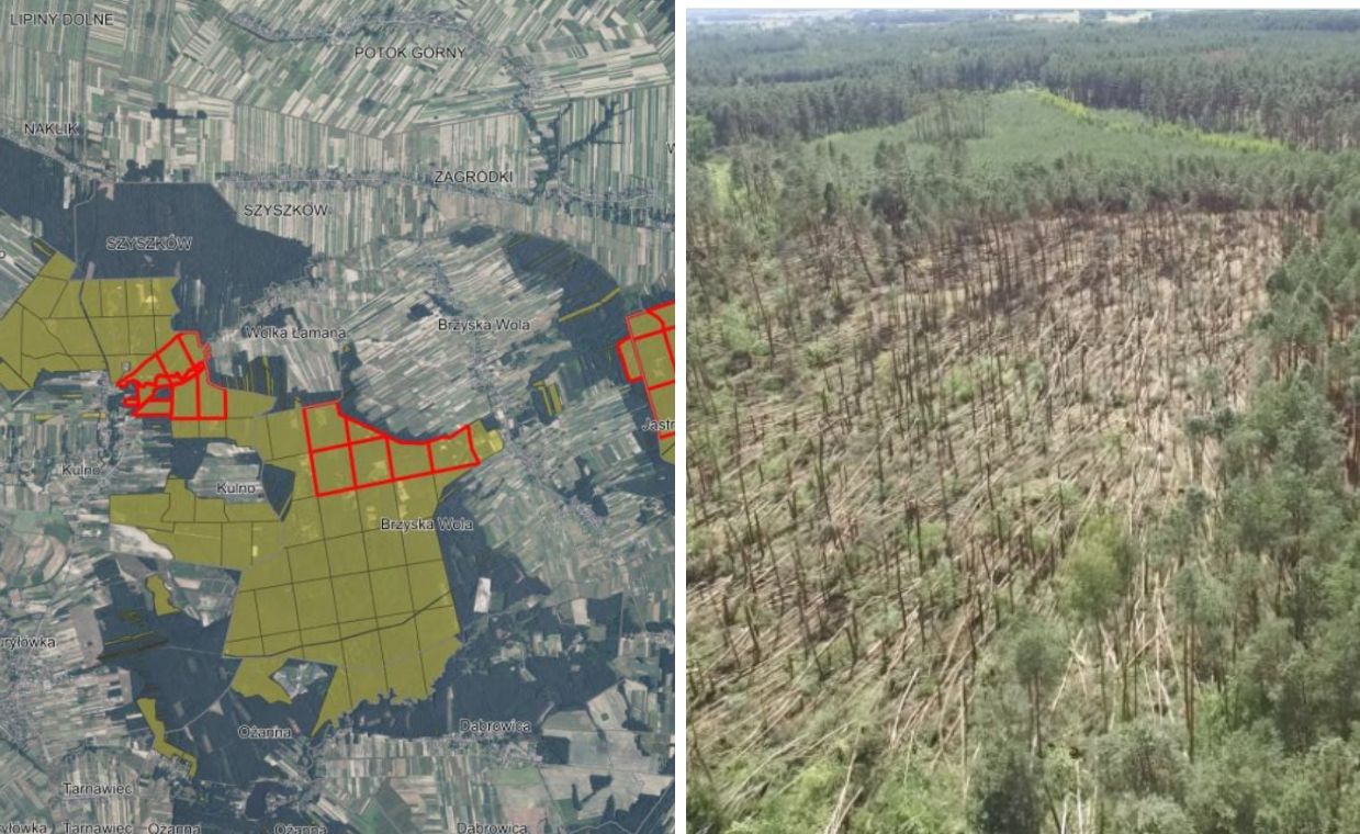Tysiące powalonych drzew. Wprowadzono zakaz wstępu do tego lasu