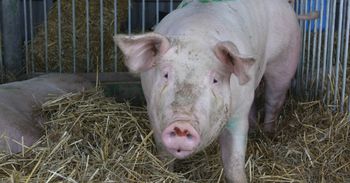 Lubelskie: Trzecie ognisko afrykańskiego pomoru świń