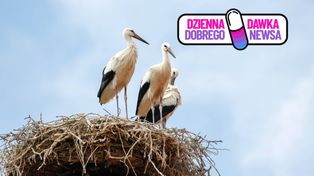 49 małych bocianów! Ten widok w Anglii daje nadzieję na wielki powrót