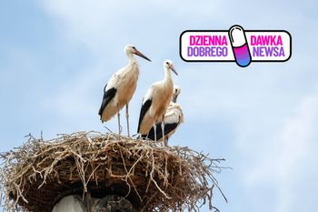 49 małych bocianów! Ten widok w Anglii daje nadzieję na wielki powrót