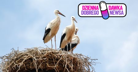 49 małych bocianów! Ten widok w Anglii daje nadzieję na wielki powrót