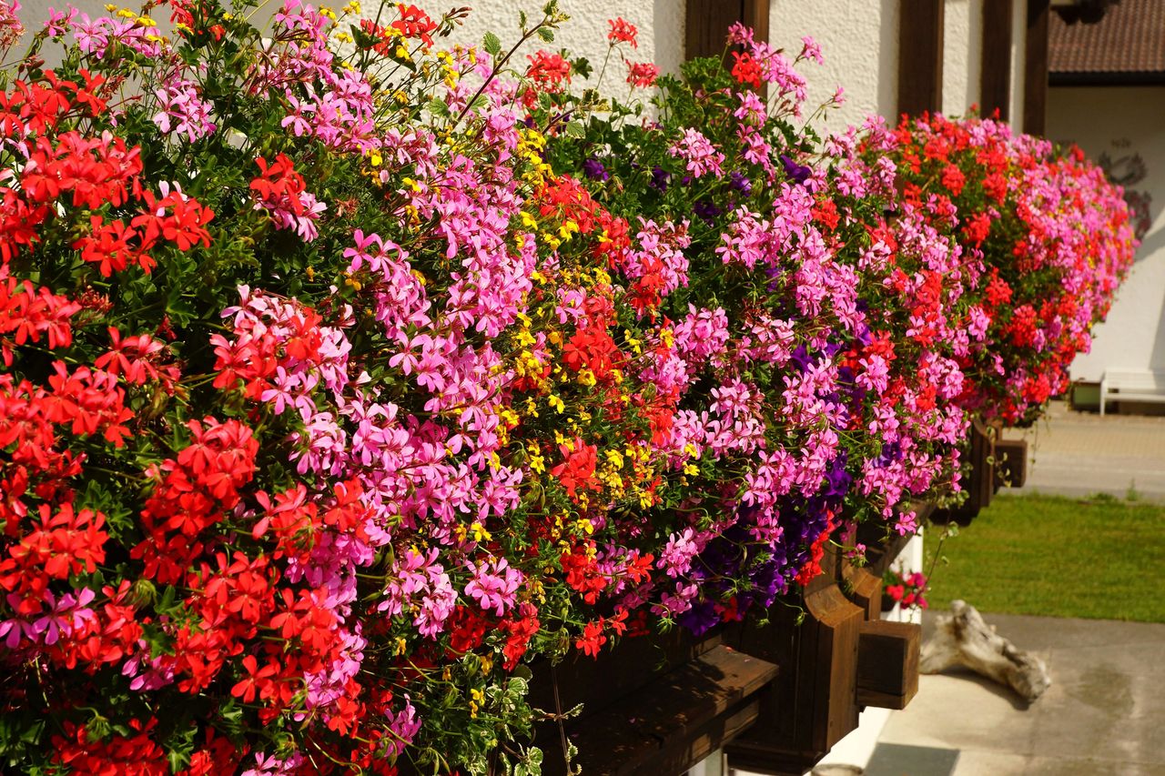 Zadbane pelargonie to piękna ozdoba balkonu