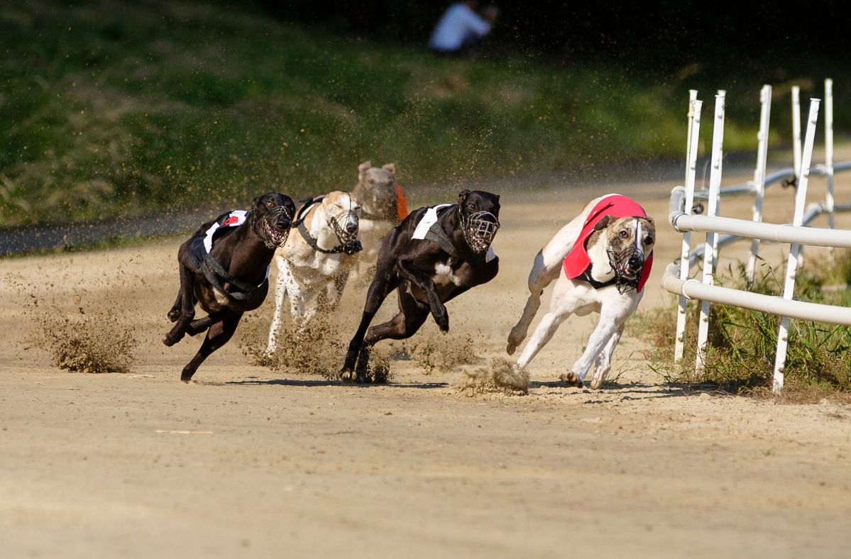 New Zealand bans greyhound racing to protect animal welfare