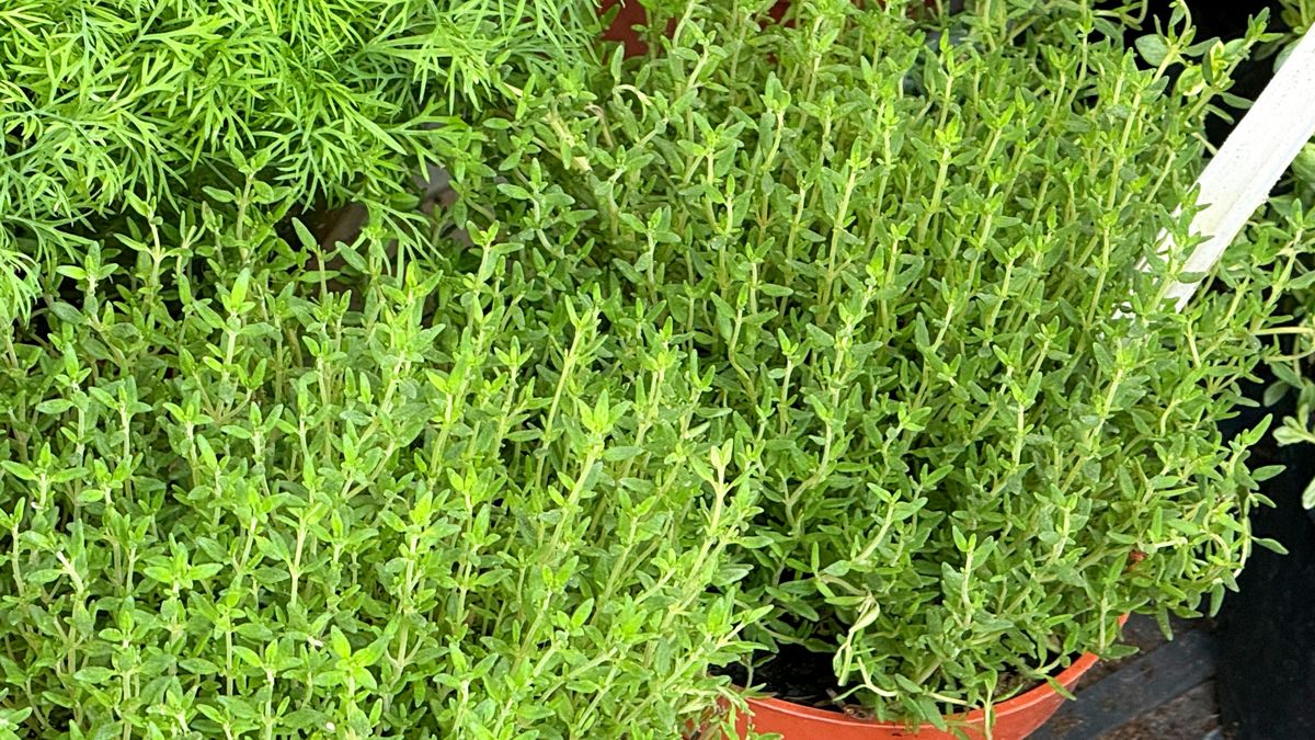 Tymianek może realnie wspierać trawienie i przynieść ulgę w typowych dolegliwościach układu pokarmowego.