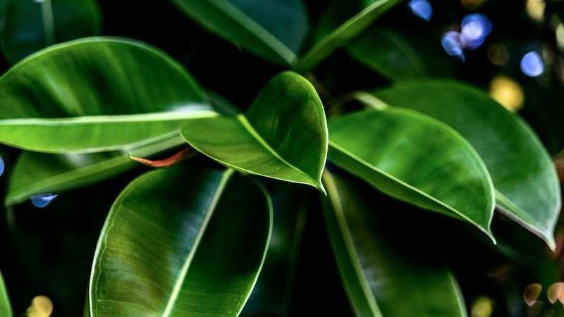 Fikus sprężysty to jedna z najpiękniejszych roślin ozdobnych, które można uprawiać w domu, jego pielęgnacja nie jest trudna.