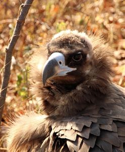 Pojawił się nad Wisłą! "Takiego okazu jeszcze nigdy nie spotkałem"