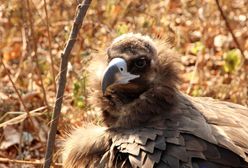 Pojawił się nad Wisłą! "Takiego okazu jeszcze nigdy nie spotkałem"