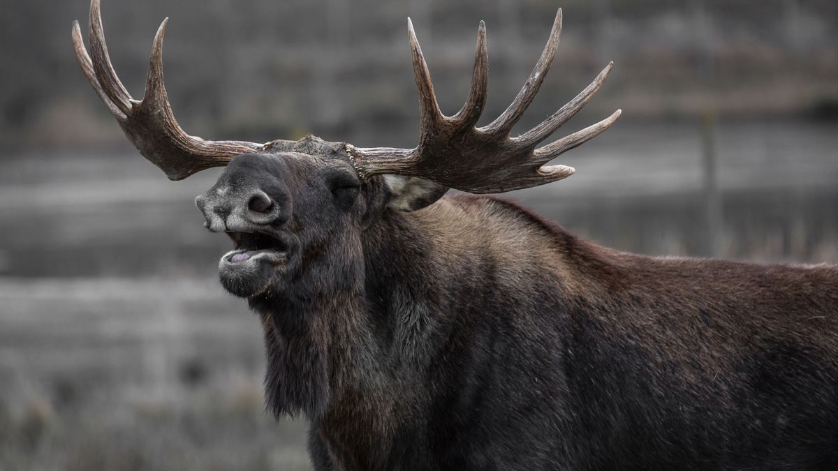 Łoś/ zdjęcie ilustracyjne