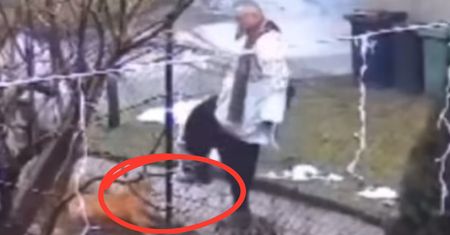 Do sieci trafiło nagranie księdza po kolędzie. Litewka pokazał, jak duchowny potraktował psa