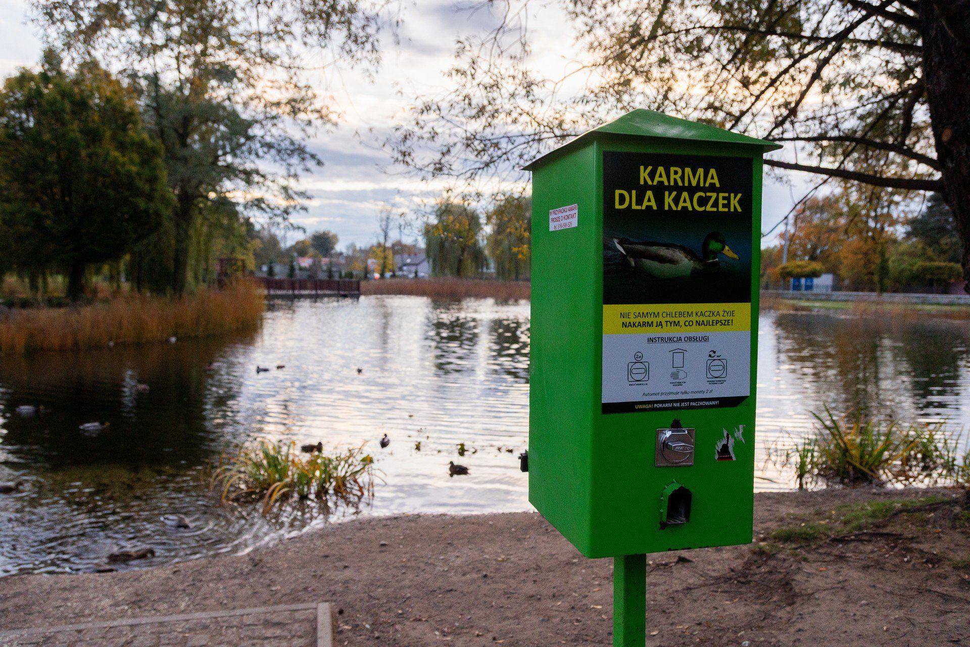 Można nakarmić kaczki specjalną karmą.