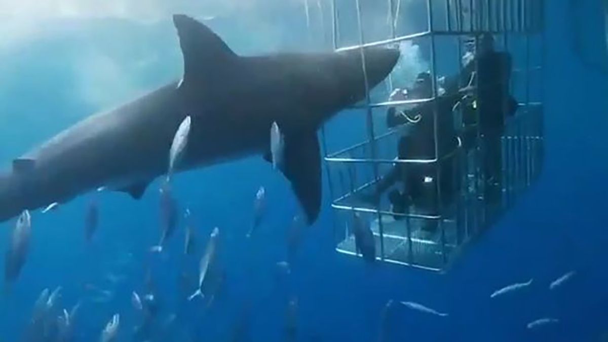 Żarłacz biały zaklinował się o jeden z prętów metalowej klatki