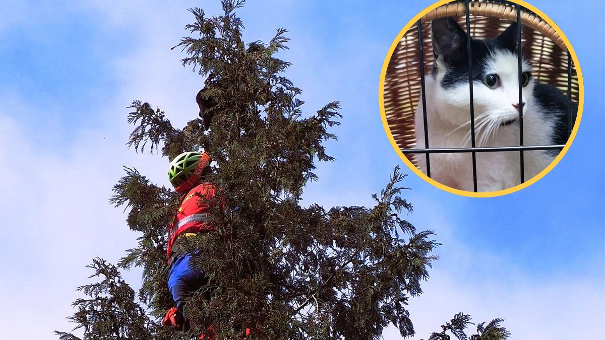 GOPR-owcy ruszyli na pomoc kotce.