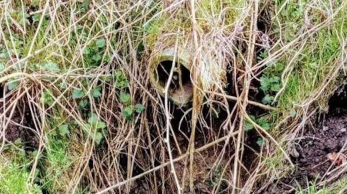 Ścieki płyną ze skarpy w krakowskiej dzielnicy. Nieszczelne szambo, a od niego prowadzą rury po terenie osuwiskowym